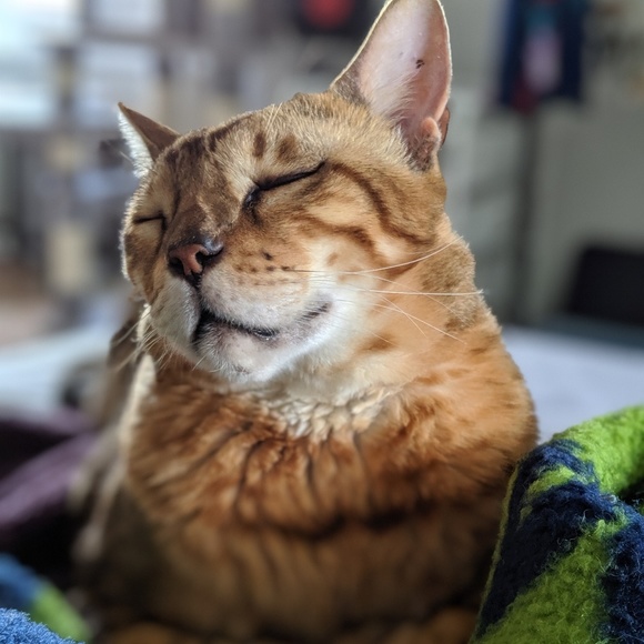 a potato - Picture 5 of 6